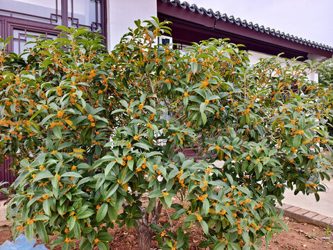桂花飄香