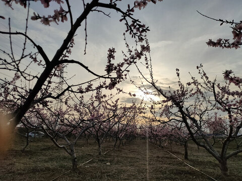 夕陽桃園