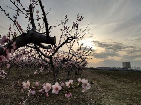桃花園