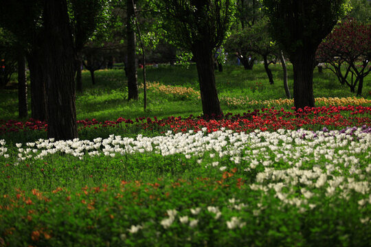 郁金香花