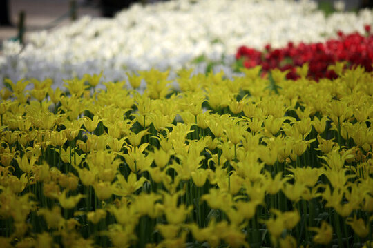 郁金香花