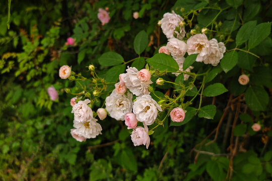 多年生落葉灌木薔薇