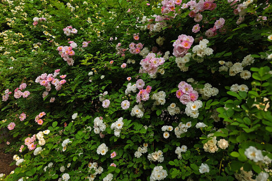 多年生落葉灌木薔薇
