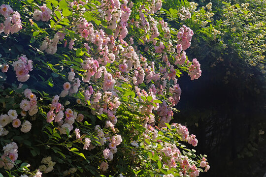 多年生落葉灌木薔薇