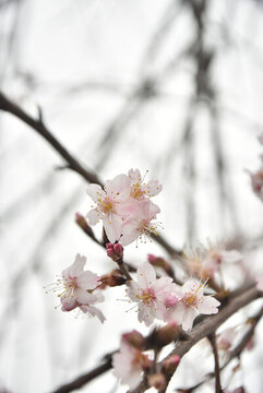 櫻花