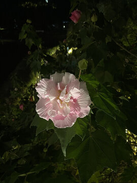 盛開的粉色木芙蓉