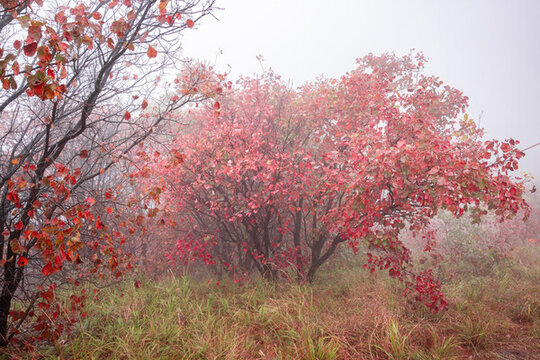 濟(jì)南紅葉網(wǎng)紅打卡地丁家寨