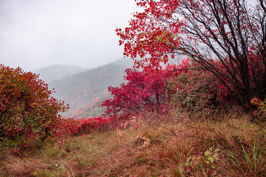 濟南賞紅葉網(wǎng)紅打卡地丁字寨