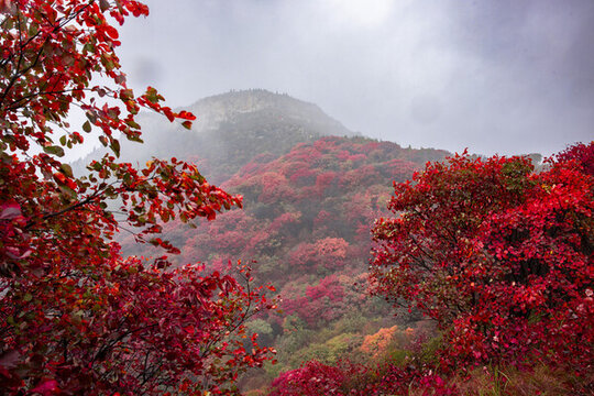 濟(jì)南紅葉網(wǎng)紅打卡地丁家寨