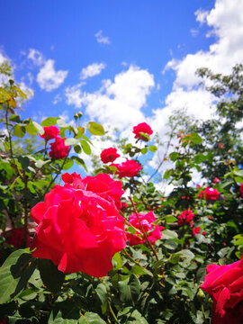 月季花開