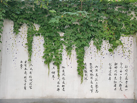 老城區(qū)爬山虎圍墻