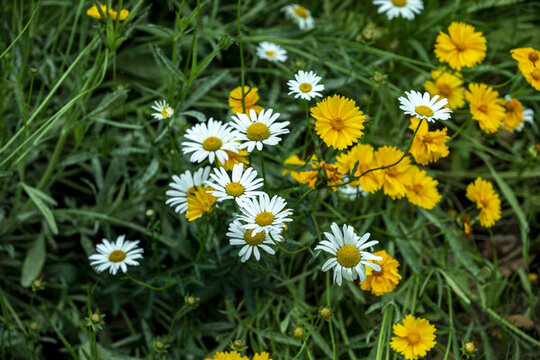 雛菊