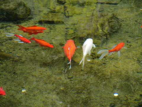 水中魚