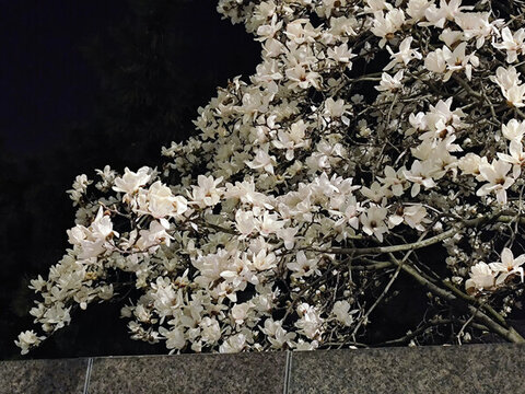 白色玉蘭花開