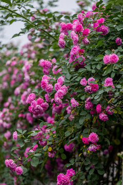 薔薇花叢