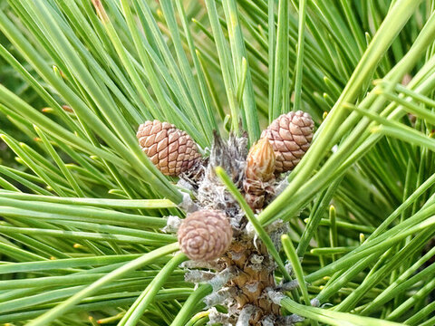 公園里的松樹綠色植物