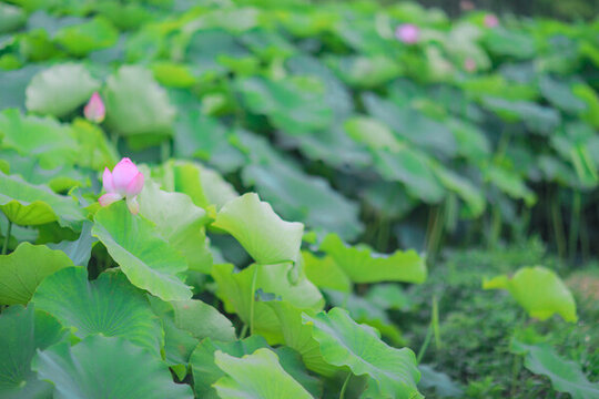 荷花