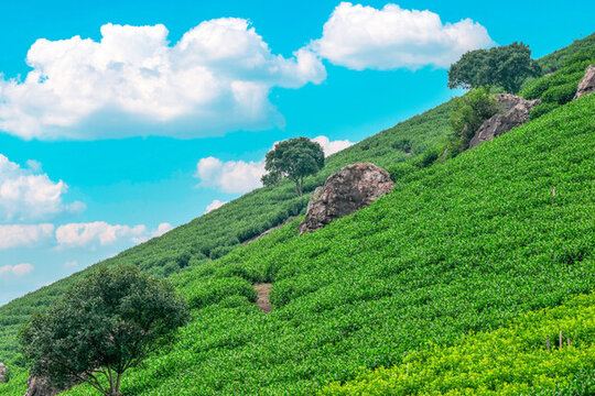 山上的茶園
