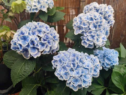 藍(lán)色漸變繡球花
