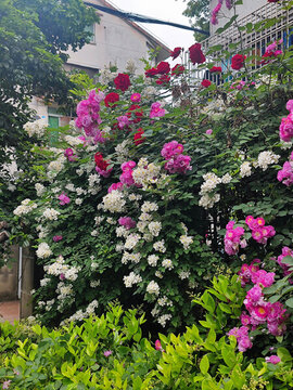 盛開的薔薇花墻