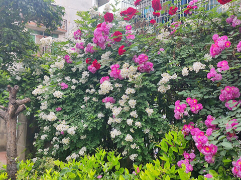 盛開的薔薇花墻