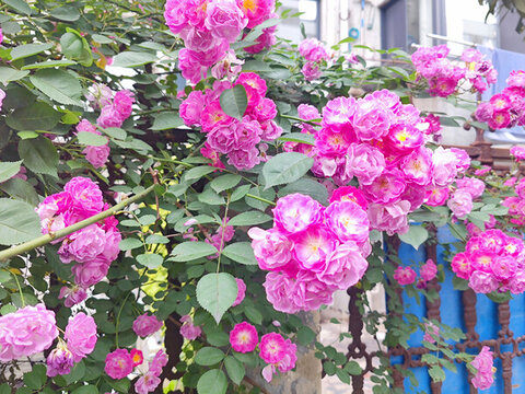 盛開(kāi)的薔薇花墻