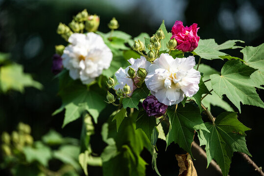 木芙蓉