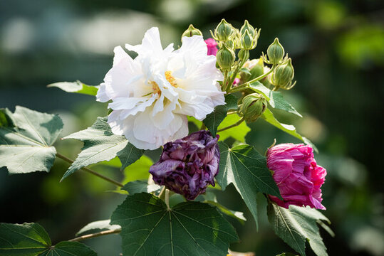 木芙蓉