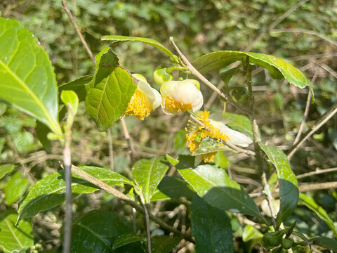 山茶