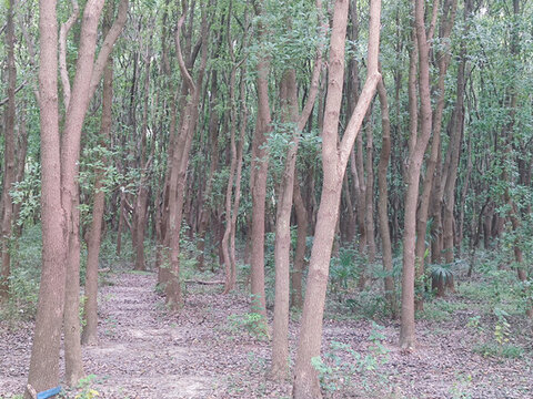 郁郁蔥蔥的樹(shù)林
