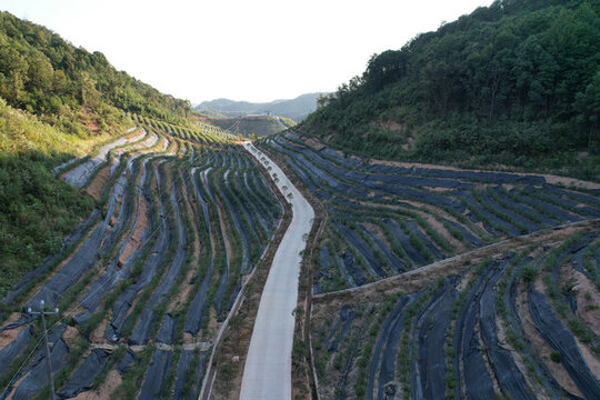 綠色山林秋景