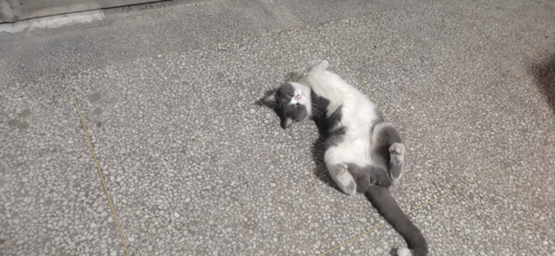 貓咪
