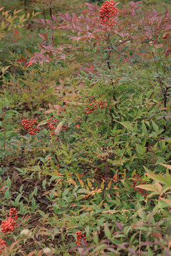 紅葉紅豆
