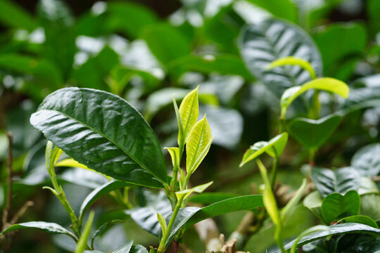 綠意盎然的茶園