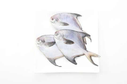 鯧魚白底圖