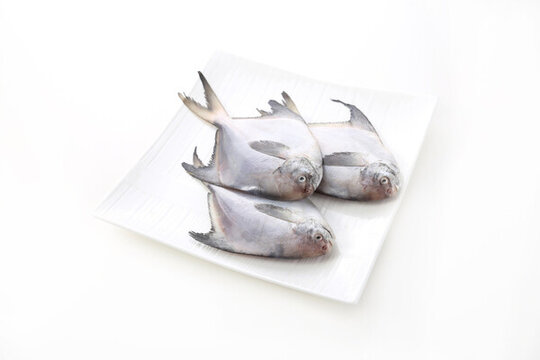 鯧魚白底圖