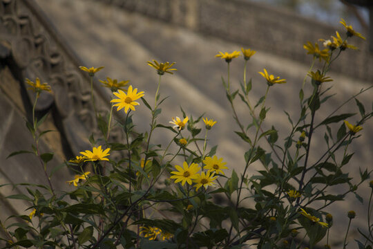 古建與菊芋花