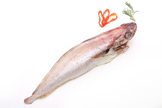 紅擬鱈魚