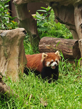 廣州動物園小熊貓