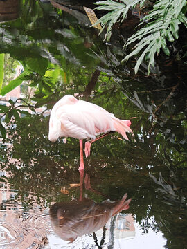 廣州動(dòng)物園火烈鳥(niǎo)