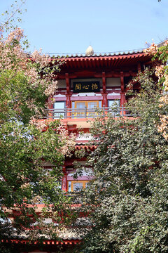 欒樹(shù)與建筑