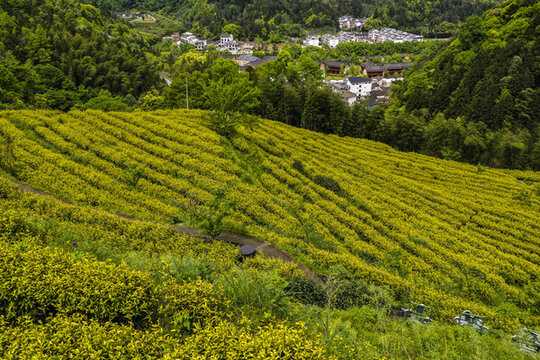 高山茶園