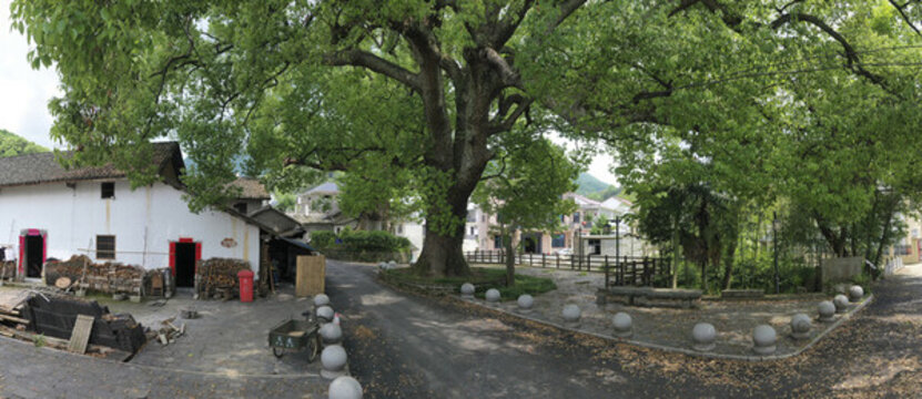千年古樟