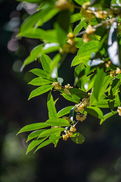 桂花
