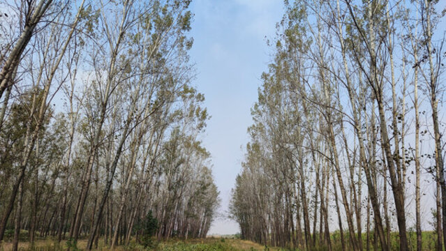 秋天的楊樹(shù)林