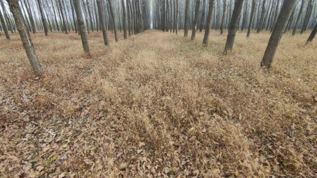 秋天的楊樹林