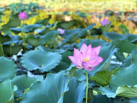 宏村南湖荷花