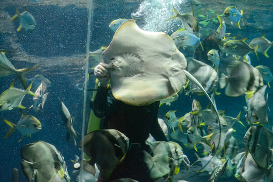 海洋館魔鬼魚