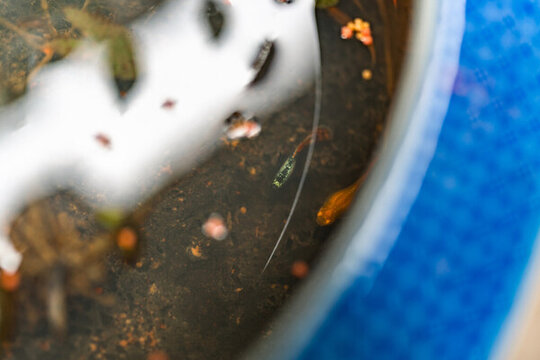 孔雀魚