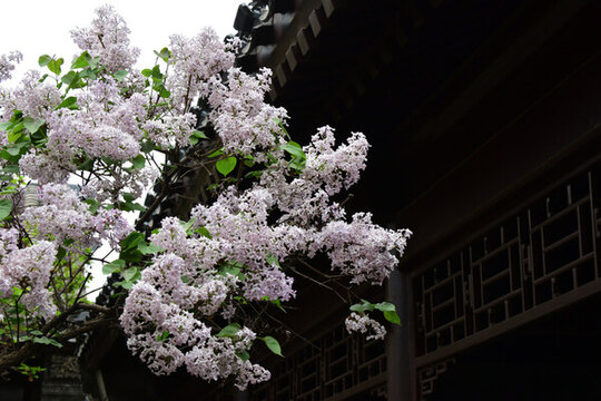 丁香花與傳統(tǒng)建筑
